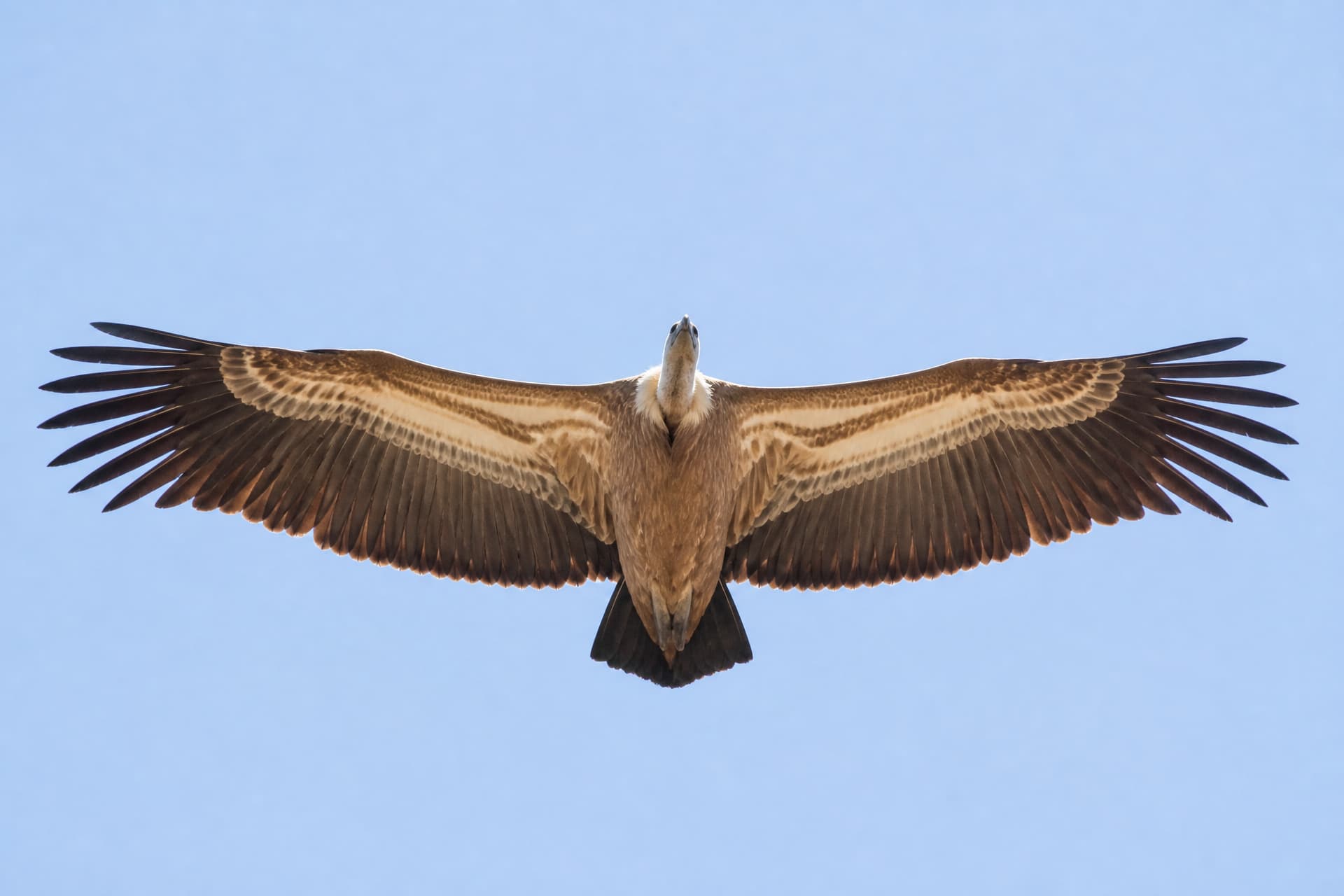 A single griffon vulture in flight seen from below against a clear pale sky, wings fully extended, no ground visible