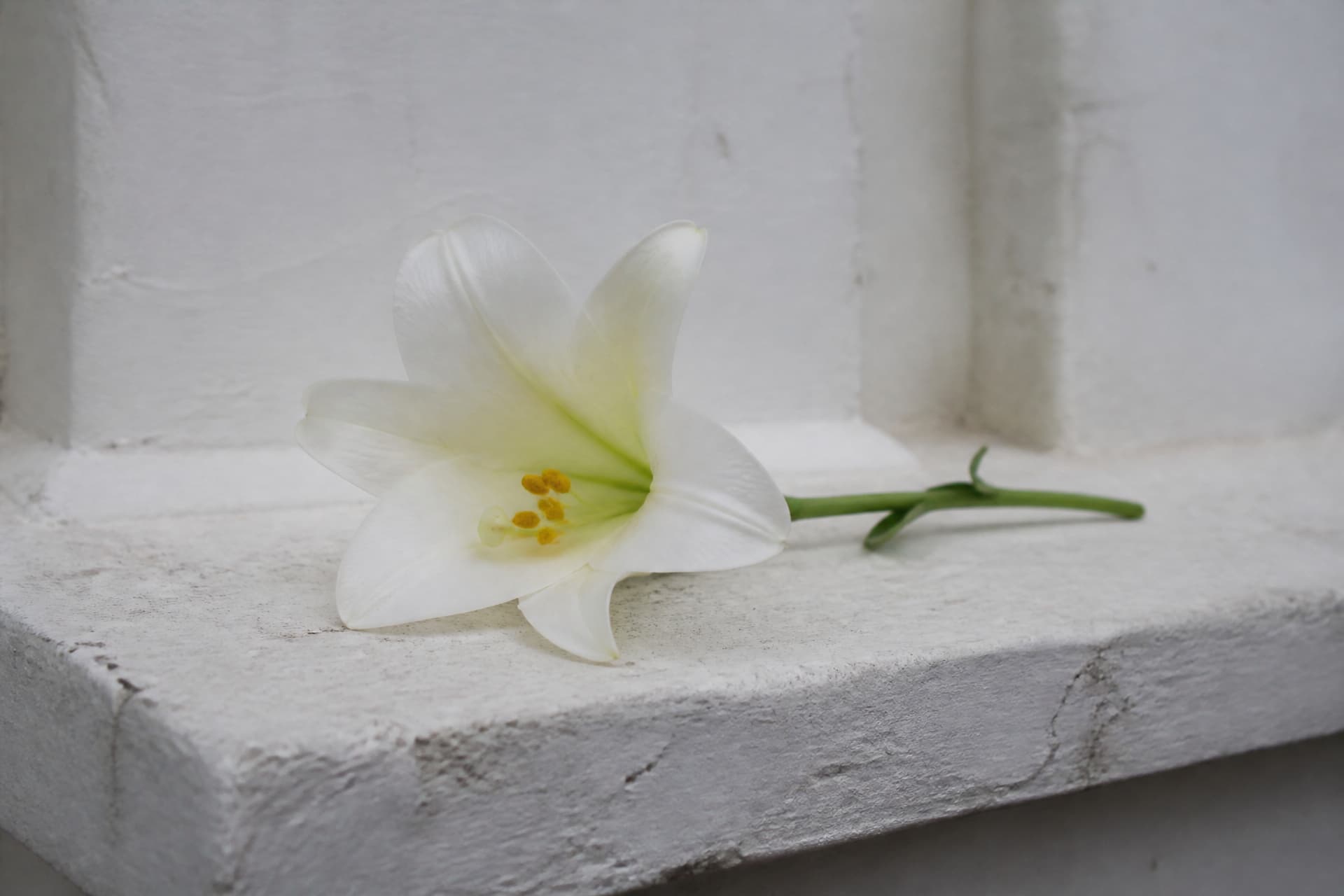 A single white lily lying on the stone ledge of a plastered above-ground tomb in soft daylight, shallow depth of field