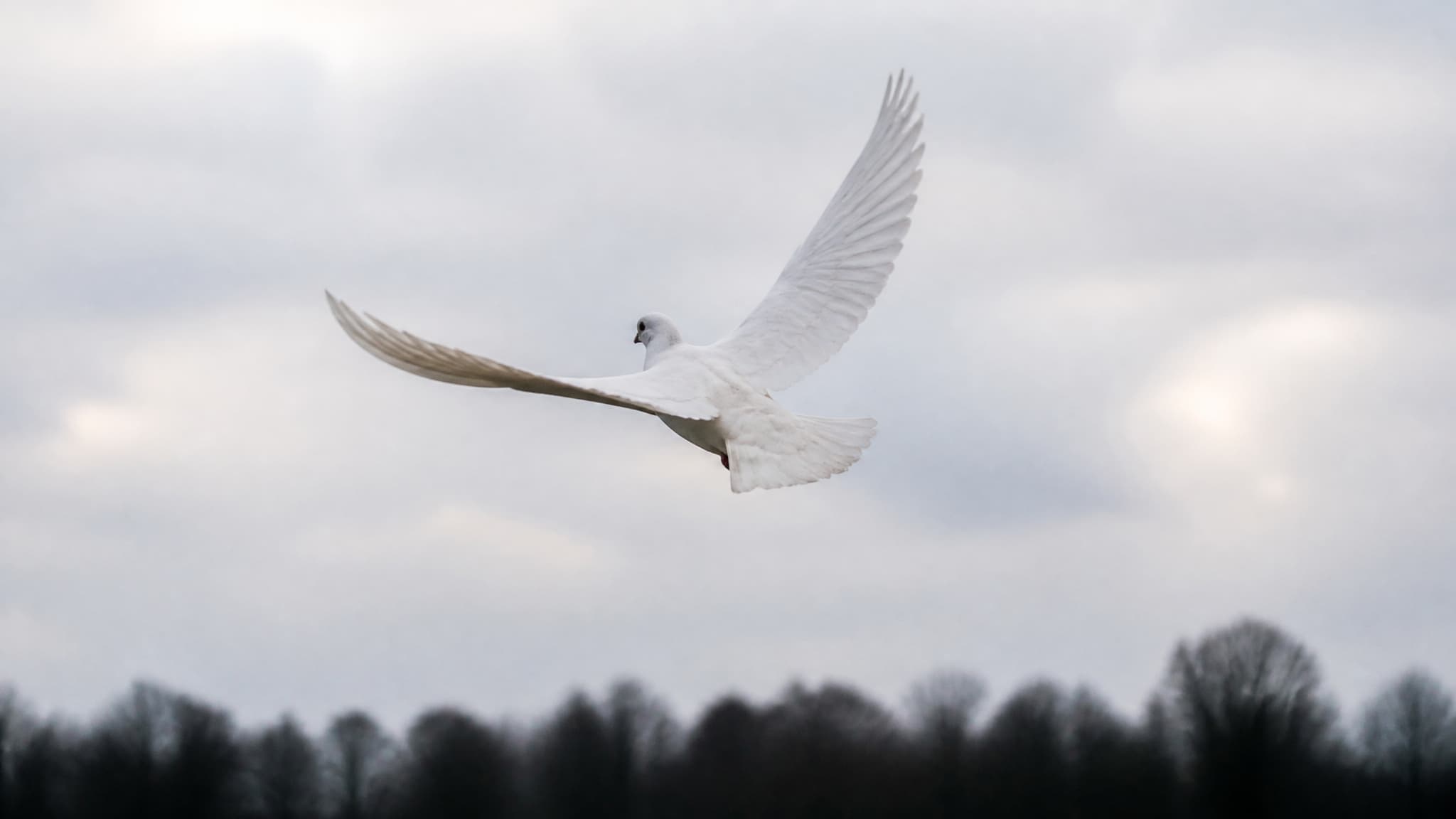 A single white dove in flight with both wings fully extended against a pale overcast sky, above a dark line of bare trees