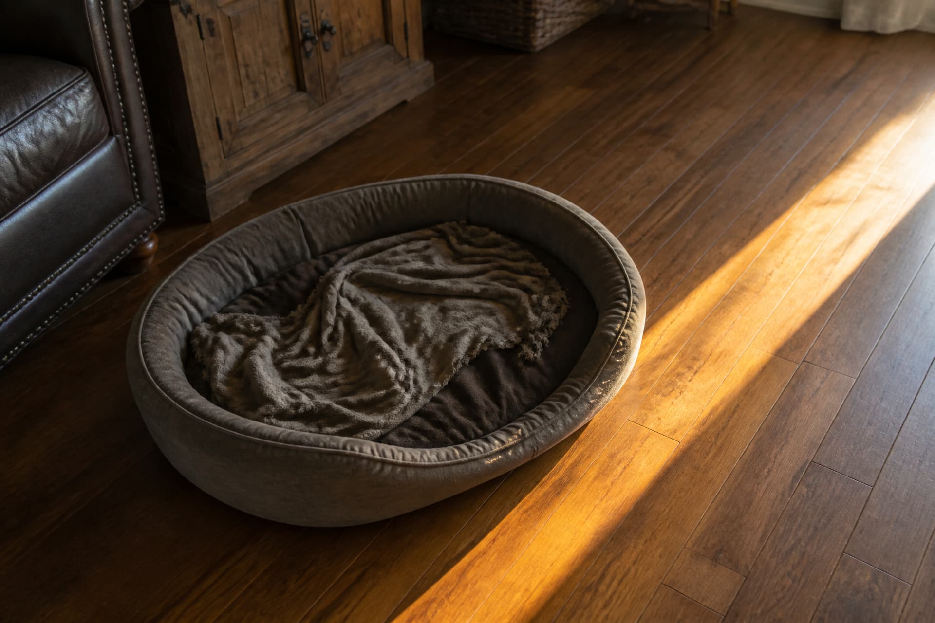 An empty dog bed in a quiet living room in late afternoon light