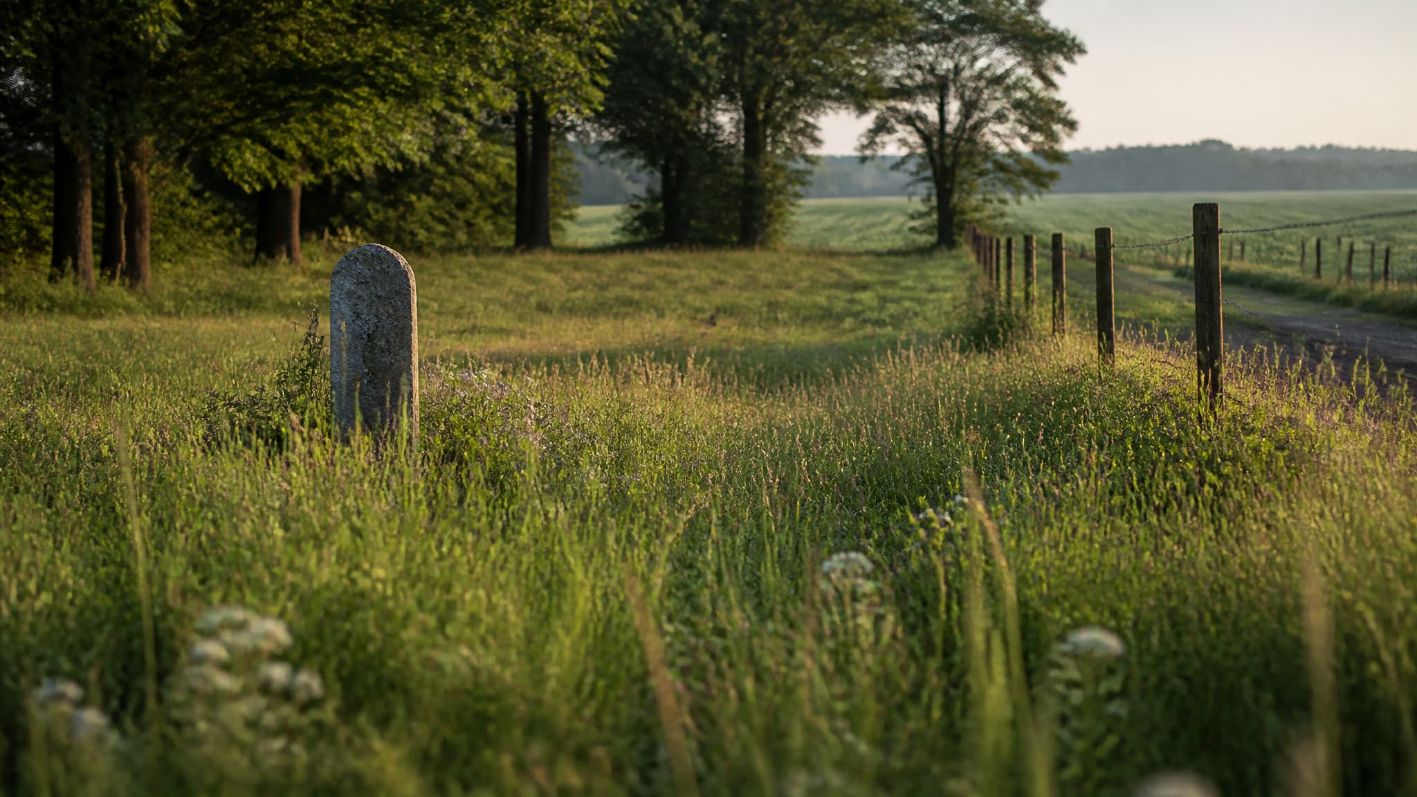 A fenced private meadow at the edge of farmland in soft morning light, tall grass and wildflowers, a single upright granite marker set back from a gravel track, mature trees along the far boundary