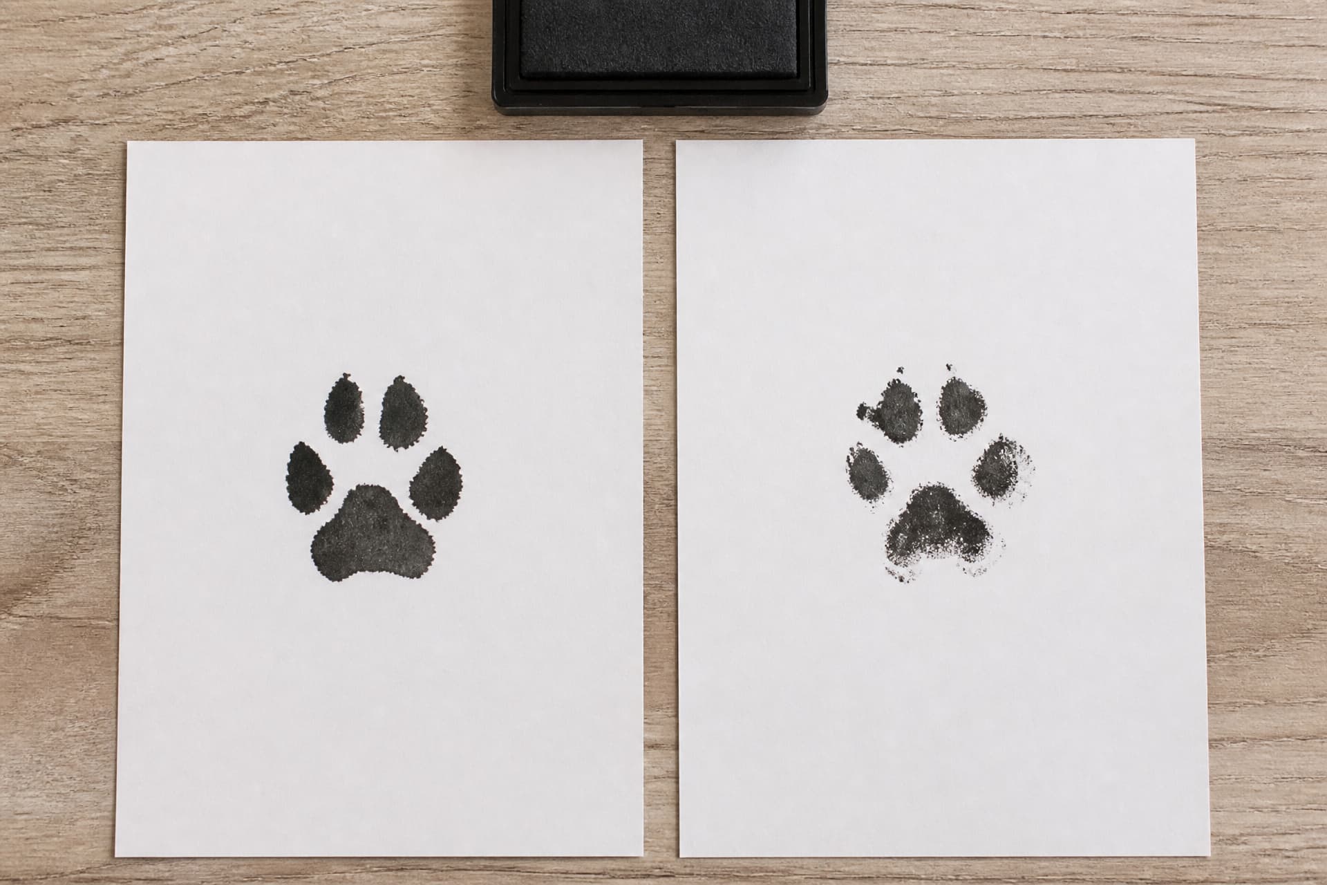Two sheets of white paper side by side on a pale wooden surface in flat daylight, each with a single paw print in black ink, one crisp and one slightly smudged, a small ink pad at the top edge