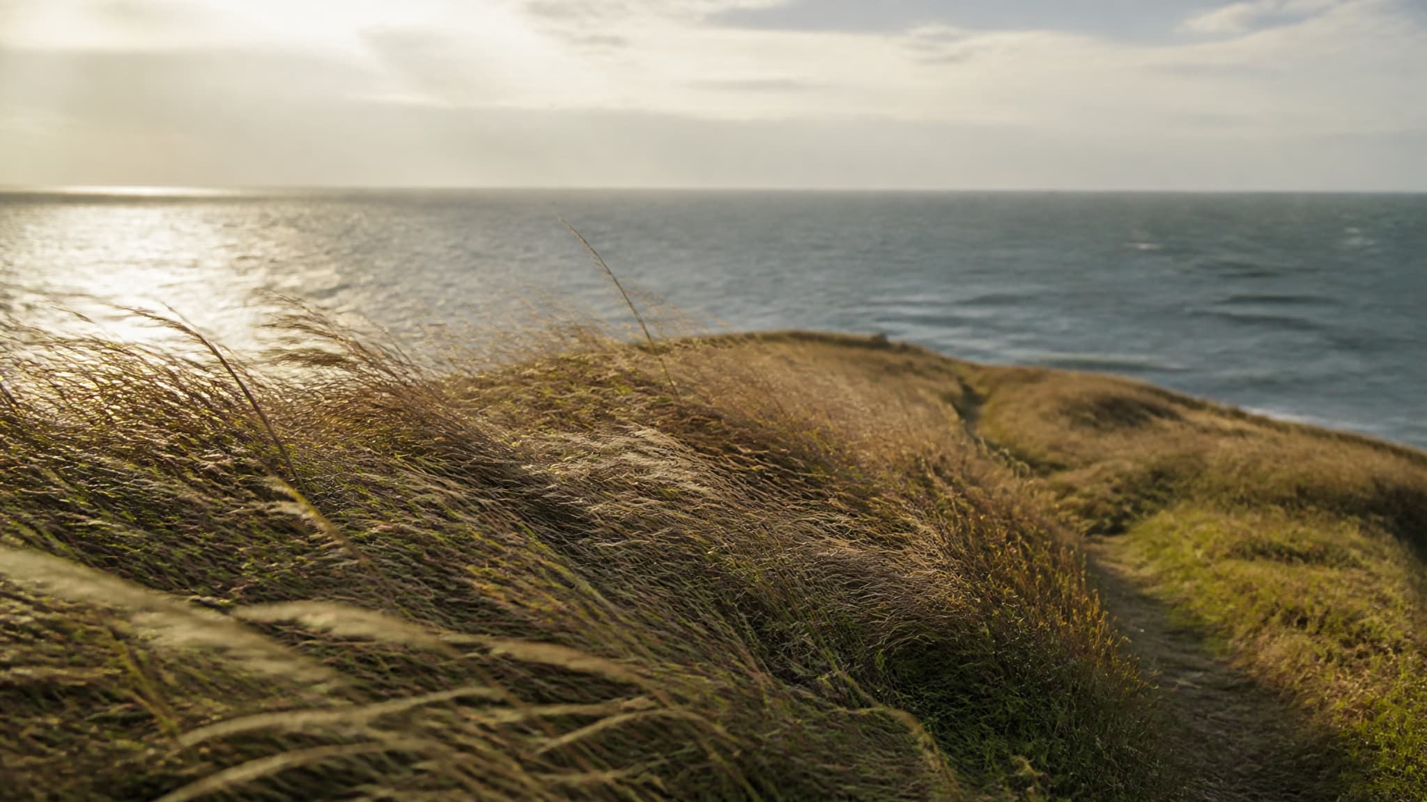 A windswept coastal headland in late afternoon light, long grass bending inland, open water and a low sun behind, no people or objects in the frame