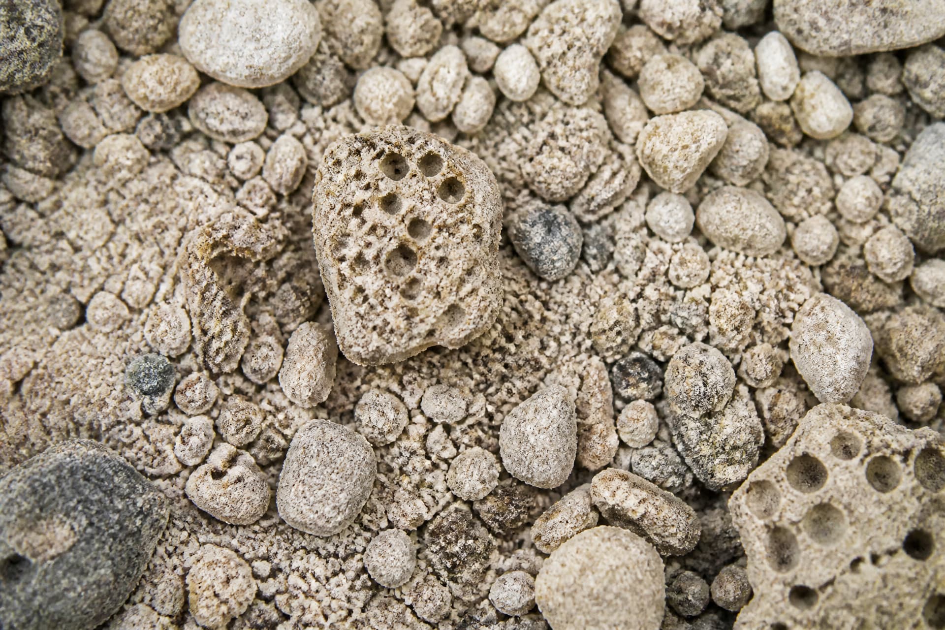 A close overhead view of coarse pale granular material filling the frame, grains ranging from fine dust to fragments a few millimeters across, varying from near white to mid gray under flat even light