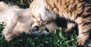 Pet Cremation Cost: Dog and Cat in Grass