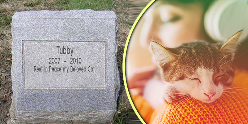 Beloved Cat Epitaph Examples