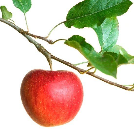 Apple Tree Urn