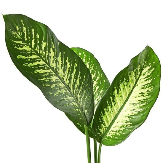 Dumb Cane Tree Urn