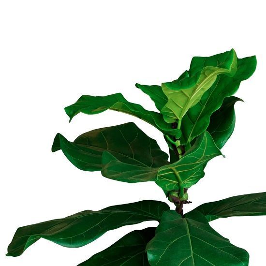 Fiddle Leaf Tree Urn