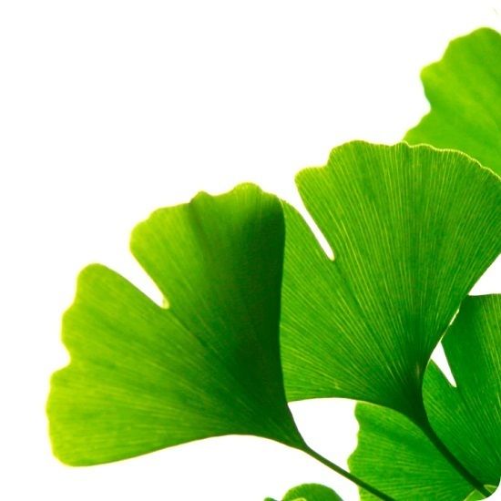 Ginkgo Tree Urn