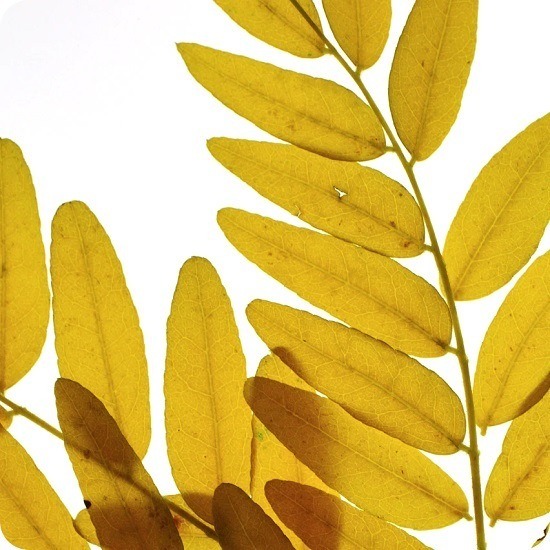 Honey Locust Tree Urn