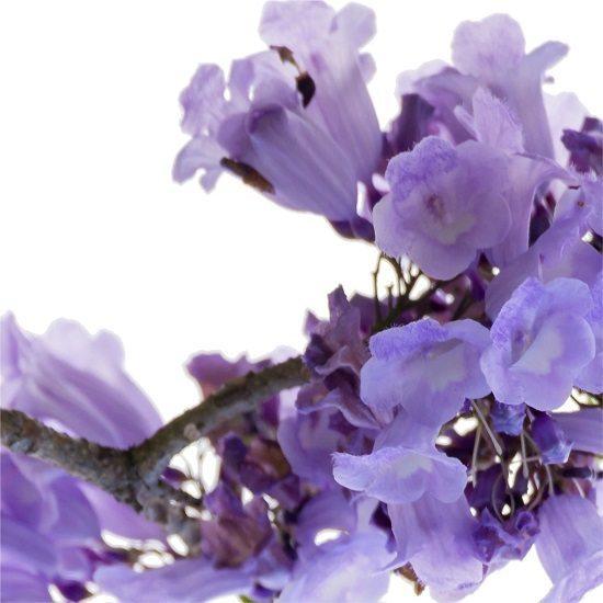 Jacaranda Tree Urn