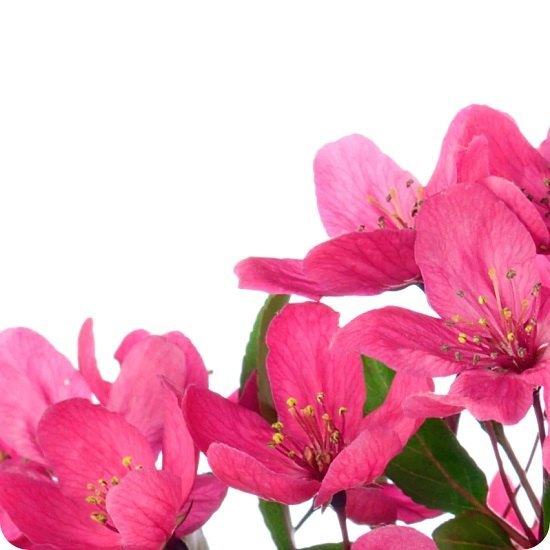 Malus Brandywine Tree Urn