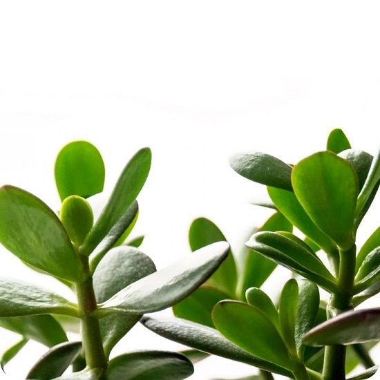 Money Tree Urn