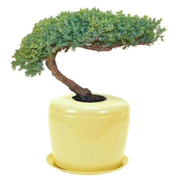 Watch Me Grow Yellow Plant Urn