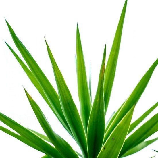 Yucca Tree Urn
