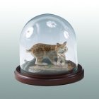 Walnut Happiness Glass Keepsake Dome