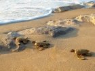 Bio Sea Turtle Cremation Urn