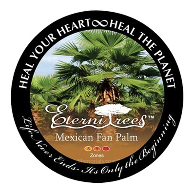 Mexican Fan Palm Memorial Tree Urn