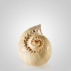 Melo Shell Pet Cremation Urn