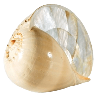 Melo Pearl Shell Keepsake Urn