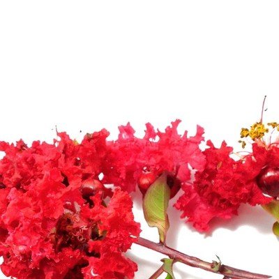 Crape Myrtle Tree Urn