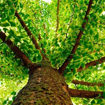 Ginkgo Tree Urn