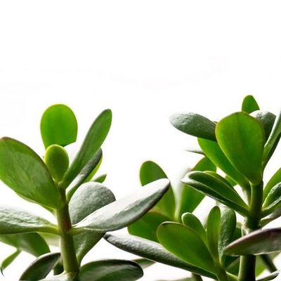 Money Tree Urn