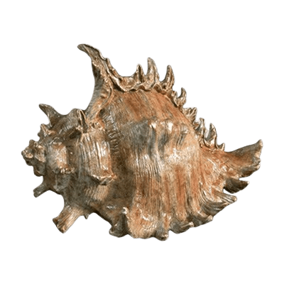 Seashell Bronze Cremation Urn