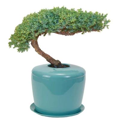 Watch Me Grow Blue Plant Urn