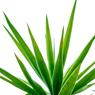 Yucca Tree Urn